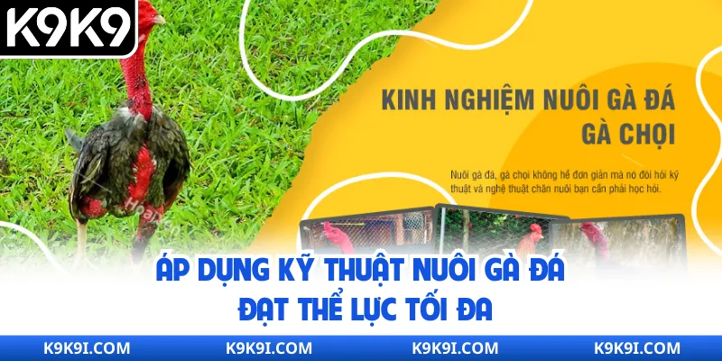 Áp dụng kỹ thuật nuôi gà đá đạt thể lực tối đa