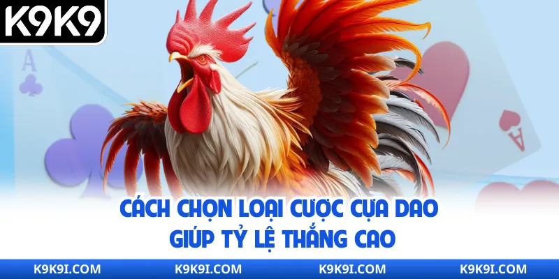 Cách chọn loại cược cựa dao giúp tỷ lệ thắng cao