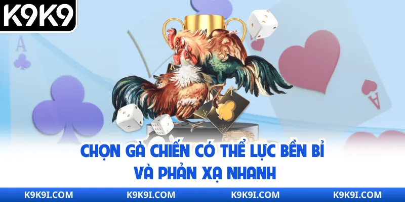 Chọn gà chiến có thể lực bền bỉ và phản xạ nhanh