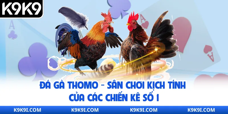Đá Gà Thomo – Sân Chơi Kịch Tính Của Các Chiến Kê Số 1