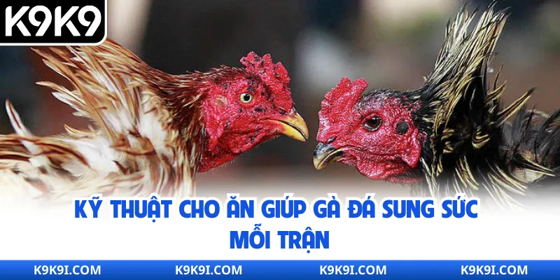Kỹ thuật cho ăn giúp gà đá sung sức mỗi trận