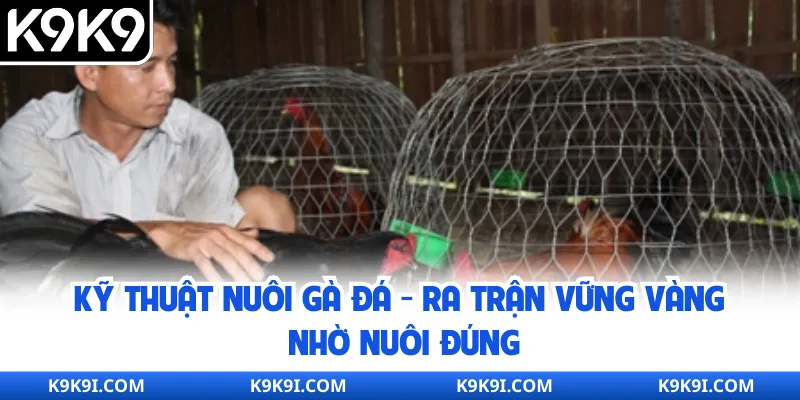 Kỹ Thuật Nuôi Gà Đá – Ra Trận Vững Vàng Nhờ Nuôi Đúng
