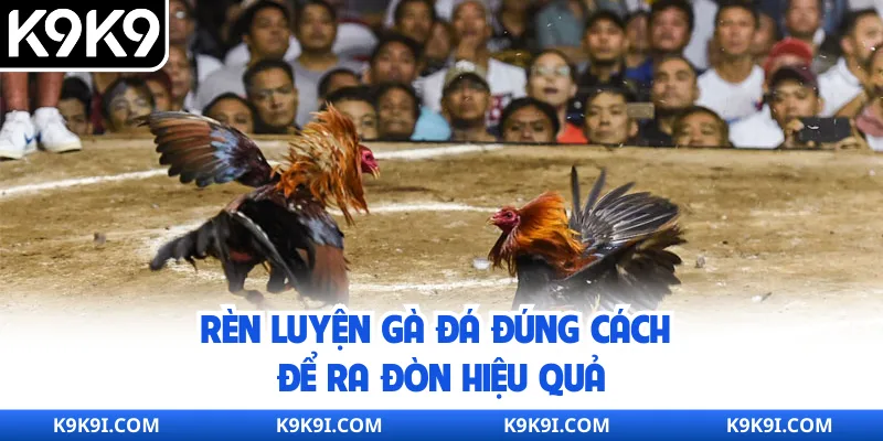 Rèn luyện gà đá đúng cách để ra đòn hiệu quả